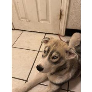 Image of Fred, Lost Dog