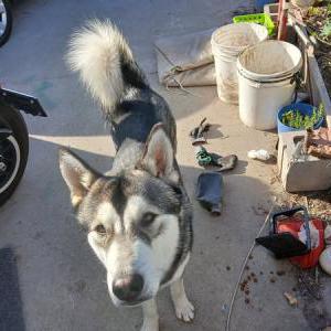 Image of unknown, Found Dog