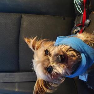 Found Dog unknown