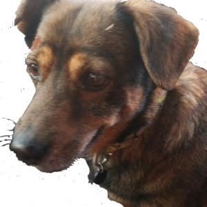 Lost Dog BEAR
