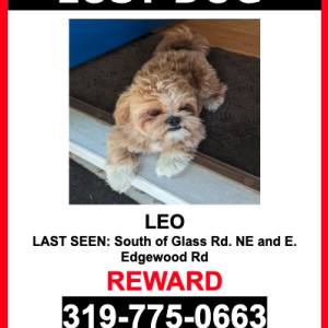 Lost Dog LEO