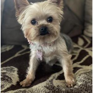 Lost 1 Coco (VA)