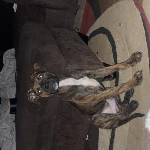 Lost Dog Cash