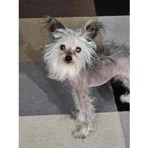 Image of Vader, Lost Dog