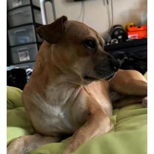 Lost Dog Quik