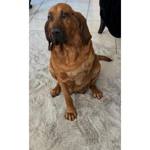 Lost 1 Gracie (CA)