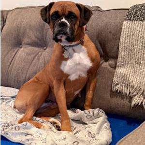 Lost 1 Maggie May (NH)
