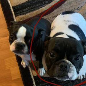 Image of Zeus, Lost Dog