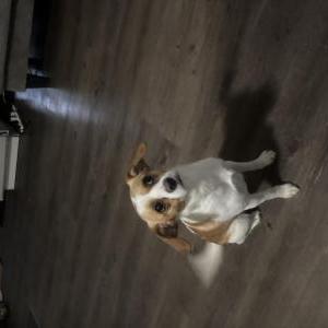 Found Dog Unknown