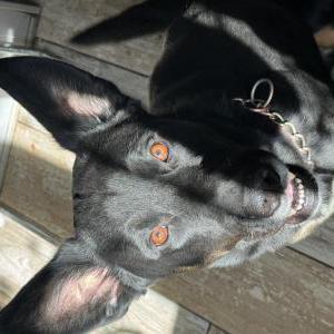 Image of Chop, Lost Dog