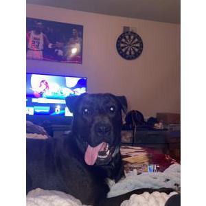 Lost Dog Kobe