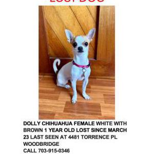 Lost Dog dolly
