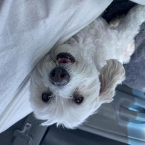 Image of Maxie, Lost Dog