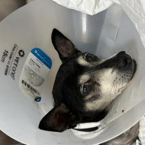 Found Dog Trouble (not sure)