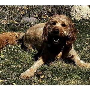 Lost Dog BuddyUnknown