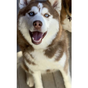 Image of Bear, Lost Dog