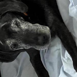 Image of Dexter, Lost Dog