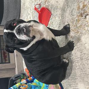 Lost Dog Pepper