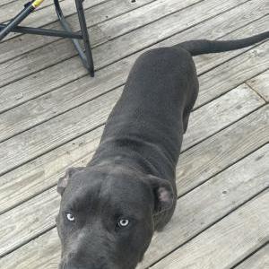 Lost Dog Zee