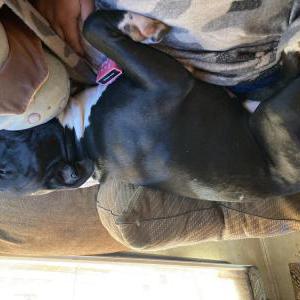 Lost Dog Kilo