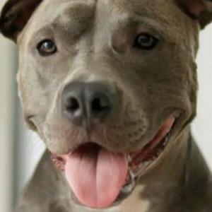 Image of Miles, Lost Dog