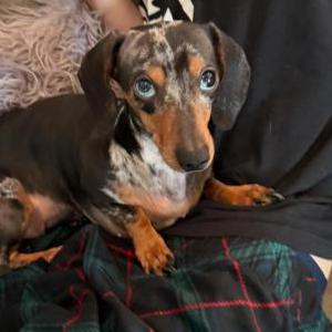 Image of Daisy, Lost Dog