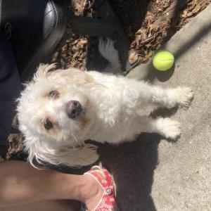 Image of Unknown, Found Dog