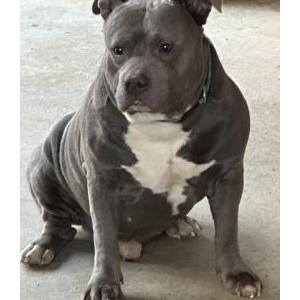 Found Dog Unknown