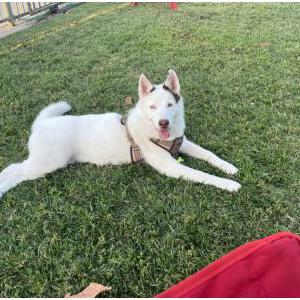Image of Maya, Lost Dog