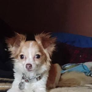 Image of Nala, Lost Dog