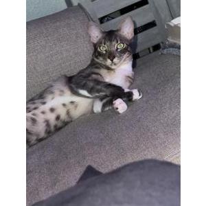 Lost 2 Grayson (CA)