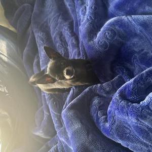 Image of Pixie, Lost Dog