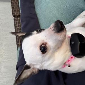 Image of Domino, Lost Dog