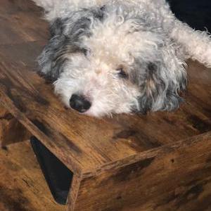 Lost 1 Dixie (IN)