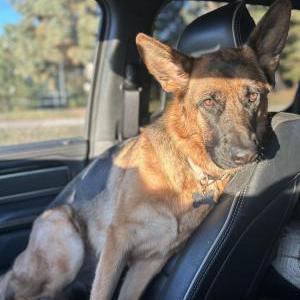 Lost Dog Willow