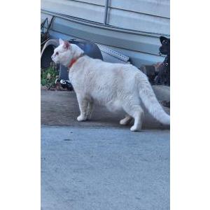 Image of Q, Lost Cat