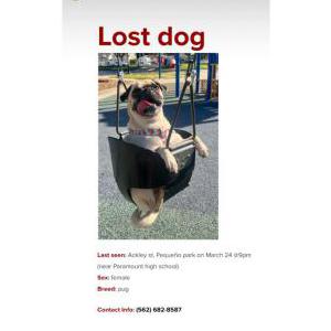 Image of Cleo, Lost Dog