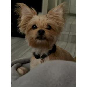 Lost Dog Mocha