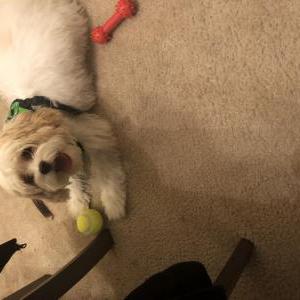 Image of Winston, Lost Dog