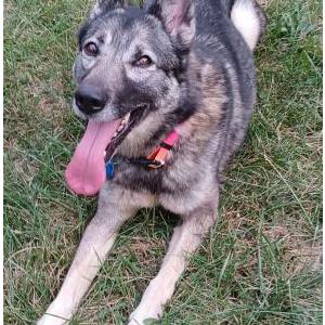 Image of Astrid, Lost Dog