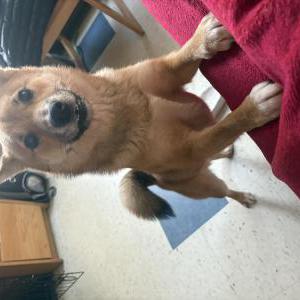 Lost Dog Kenzo