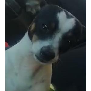 Image of Ranger, Lost Dog