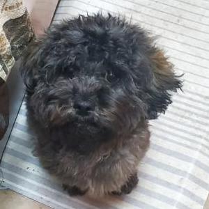 Image of Kori, Lost Dog