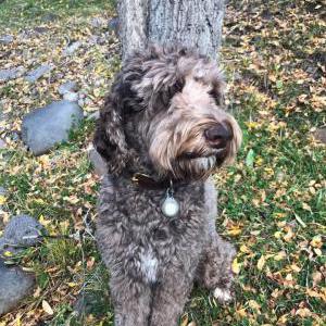 Lost Dog Boone Edmonds