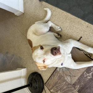 Image of Bubba, Lost Dog