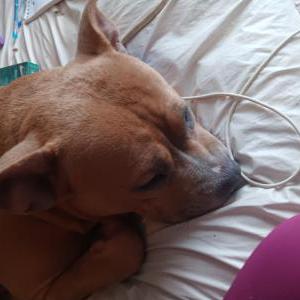 Image of Nala, Lost Dog