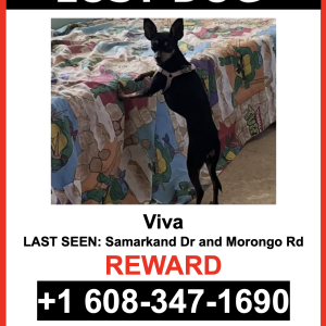 Lost Dog Viva