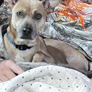 Lost Dog Sailor
