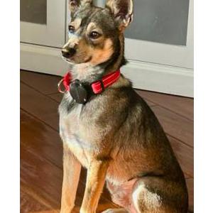 2nd Image of Wiley, Lost Dog