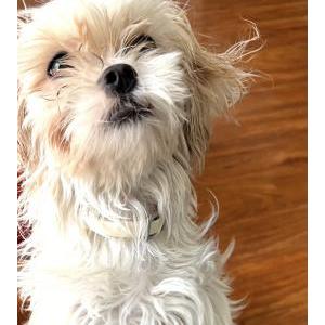 Lost 1 Bella (PA)